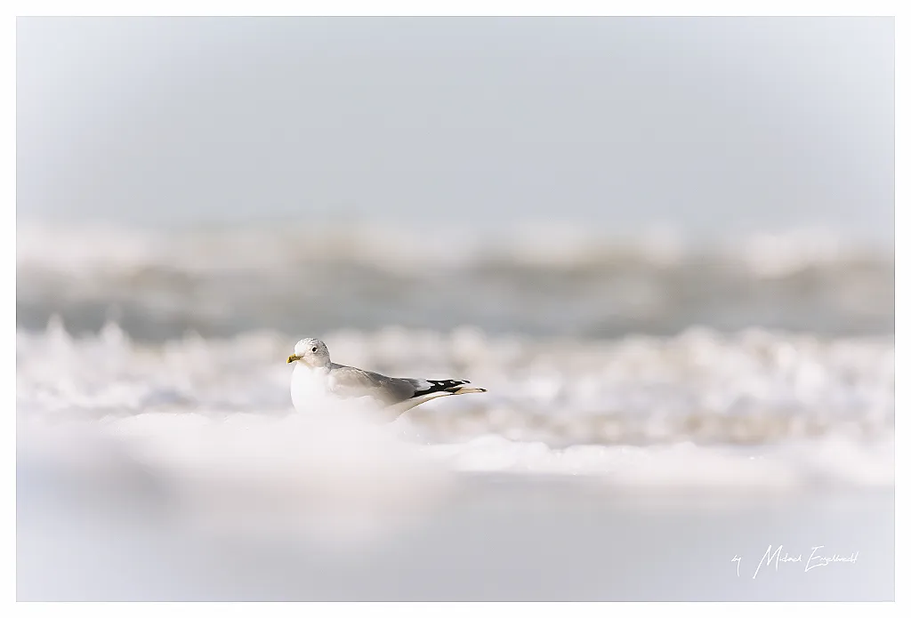 Möwe am Strand