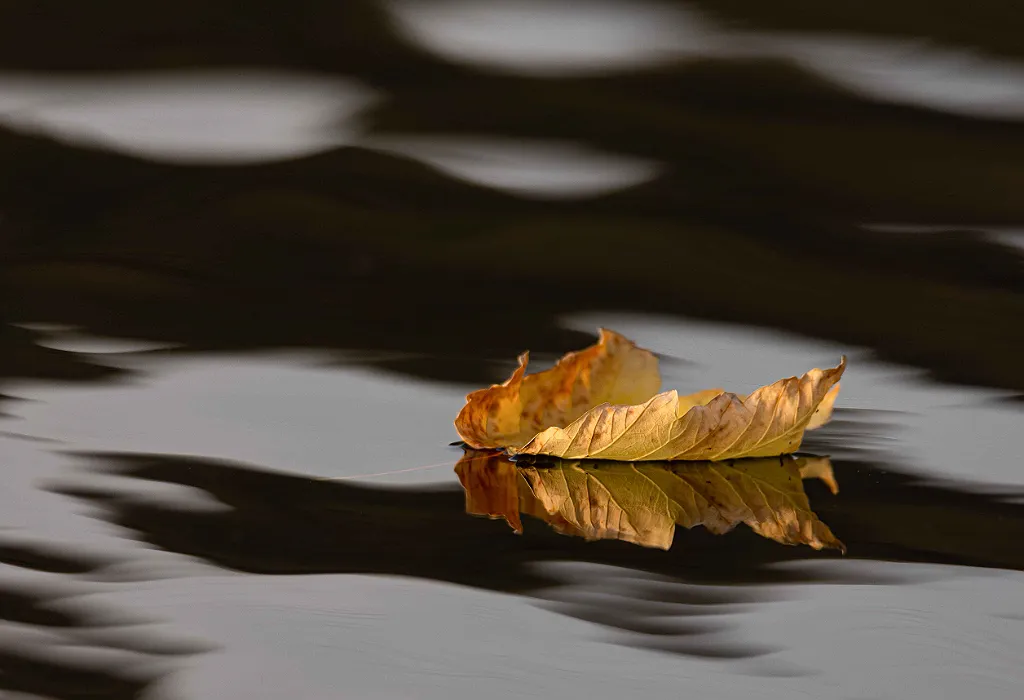 Ein einzelnes braunes Blatt auf einer dunklen Wasseroberfläche, gespiegelt im Wasser.